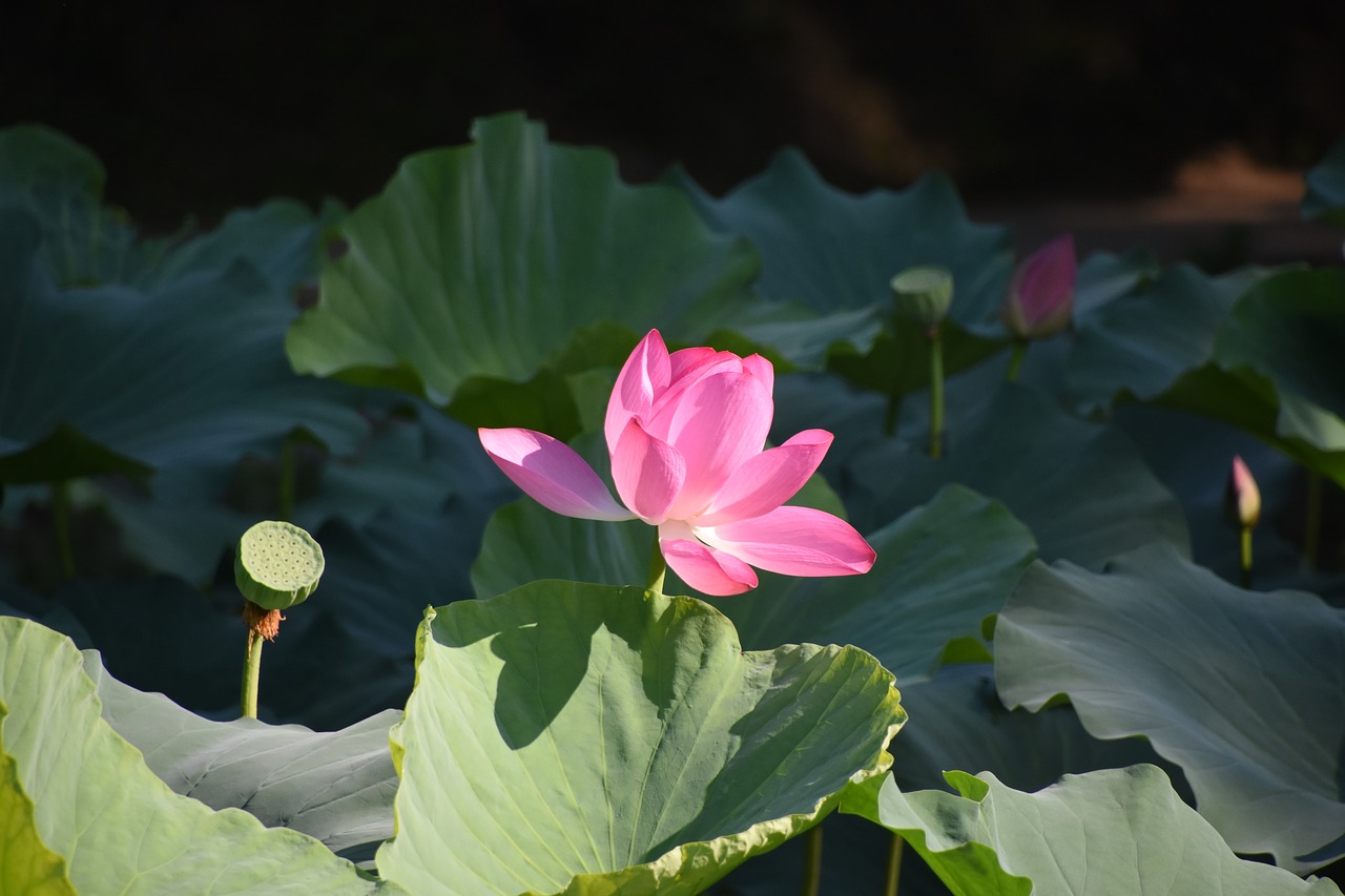 lotus close-up the old summer palace free photo