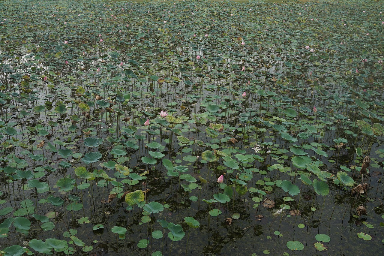 lotus pond water free photo