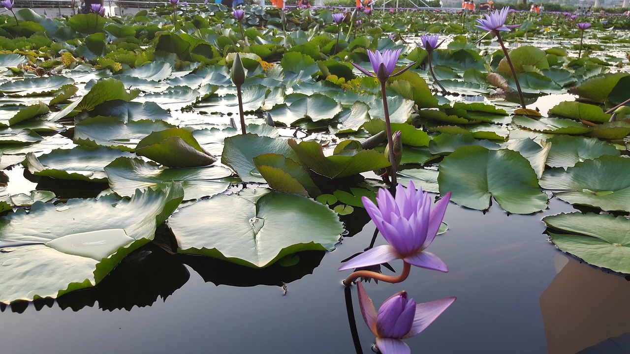 lotus flower plant free photo