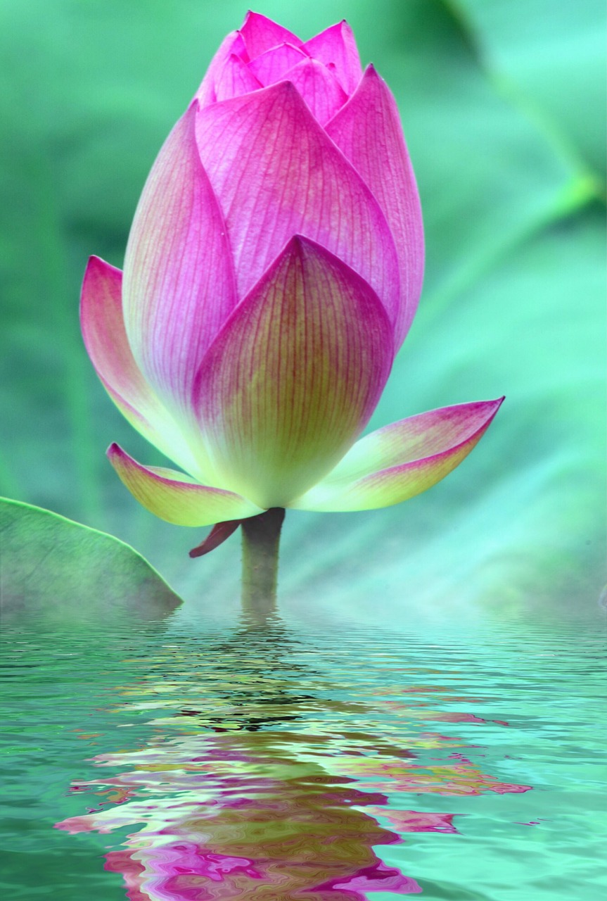 lotus blossom bloom free photo