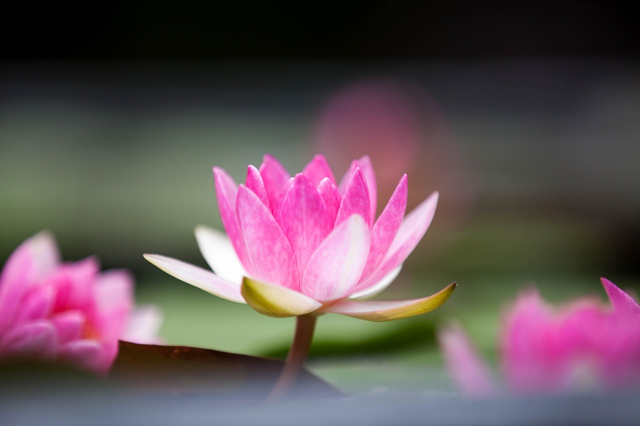 lotus flower pink free photo