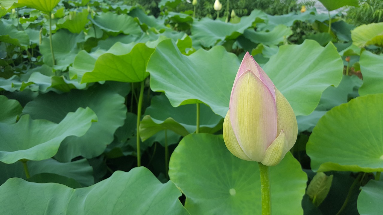 lotus aquatic plants plants free photo