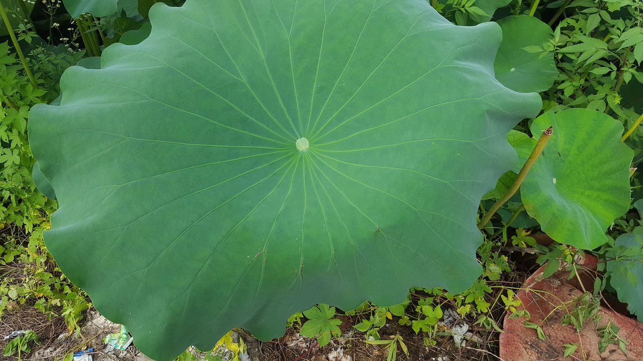 lotus aquatic plants plants free photo