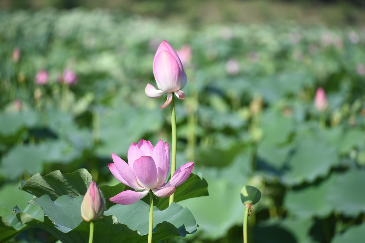 lotus plant flowers free photo
