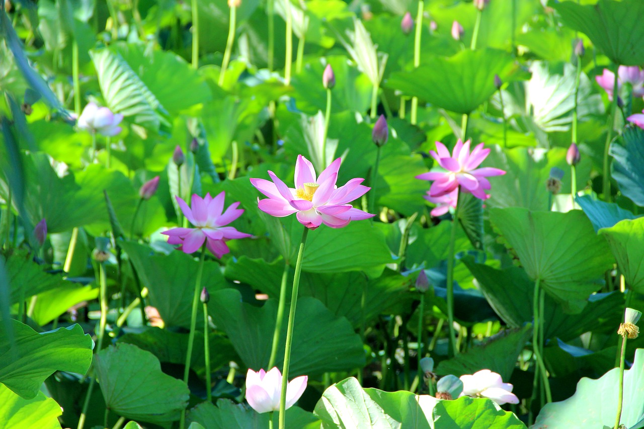 lotus green summer free photo