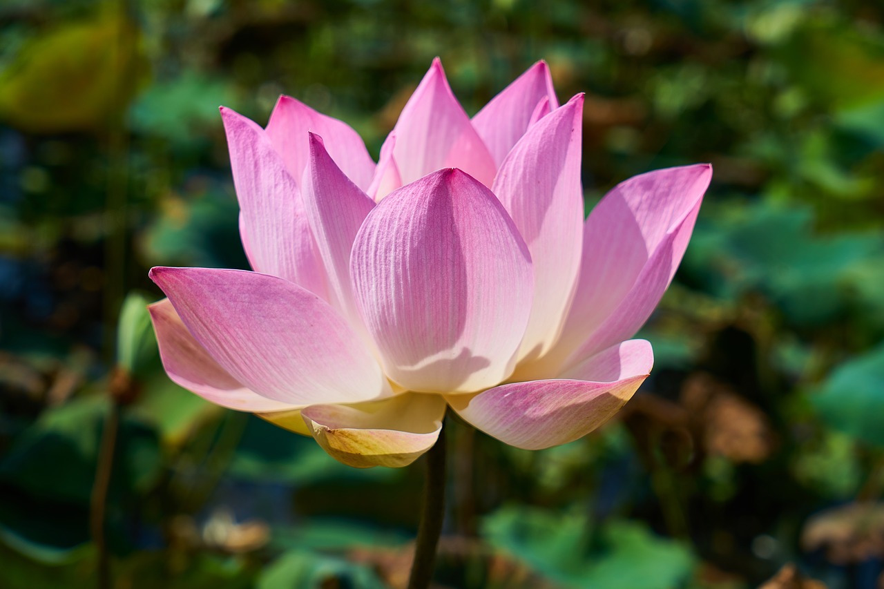 lotus flower nature free photo