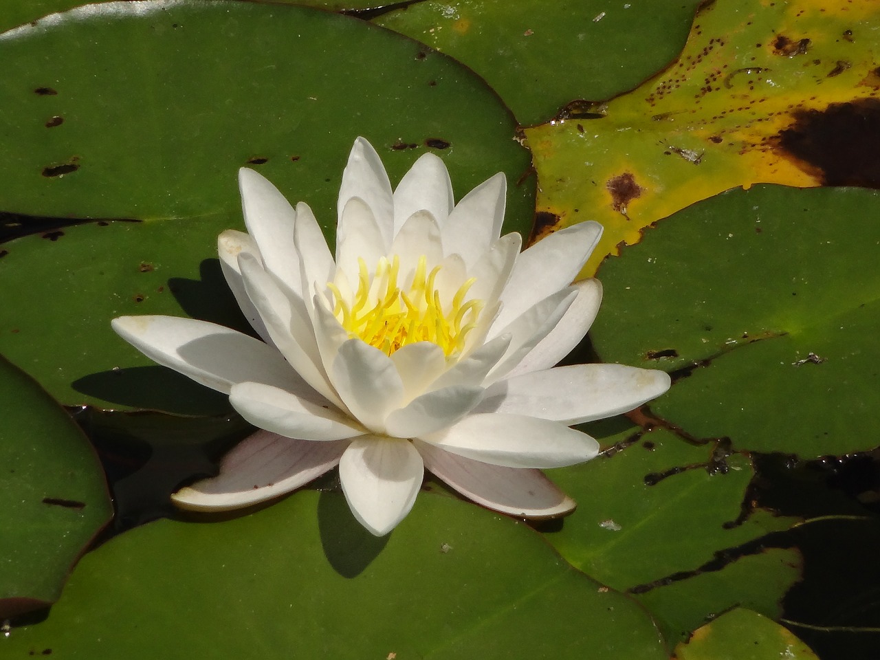 lotus flower macro free photo