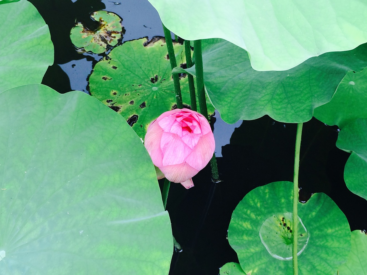 lotus flowers water surface free photo