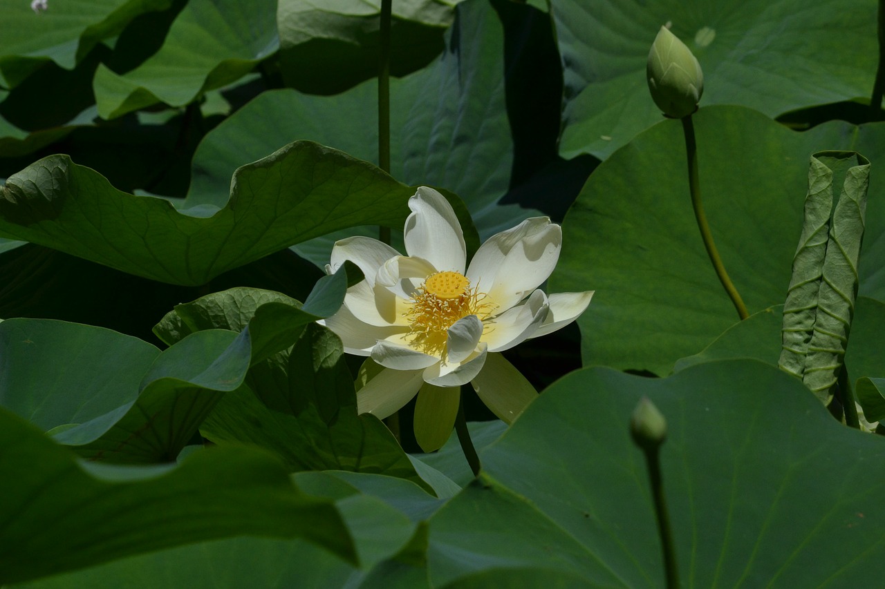 lotus flower single free photo