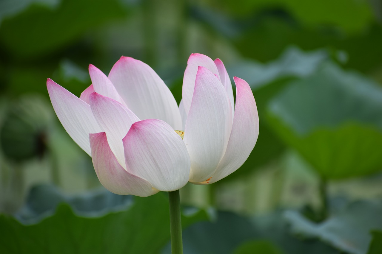 lotus flower nature free photo