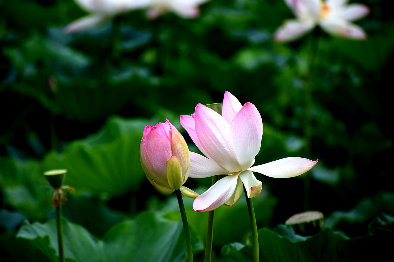 lotus flowers nature free photo