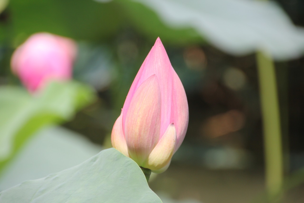 lotus green leaf background free photo