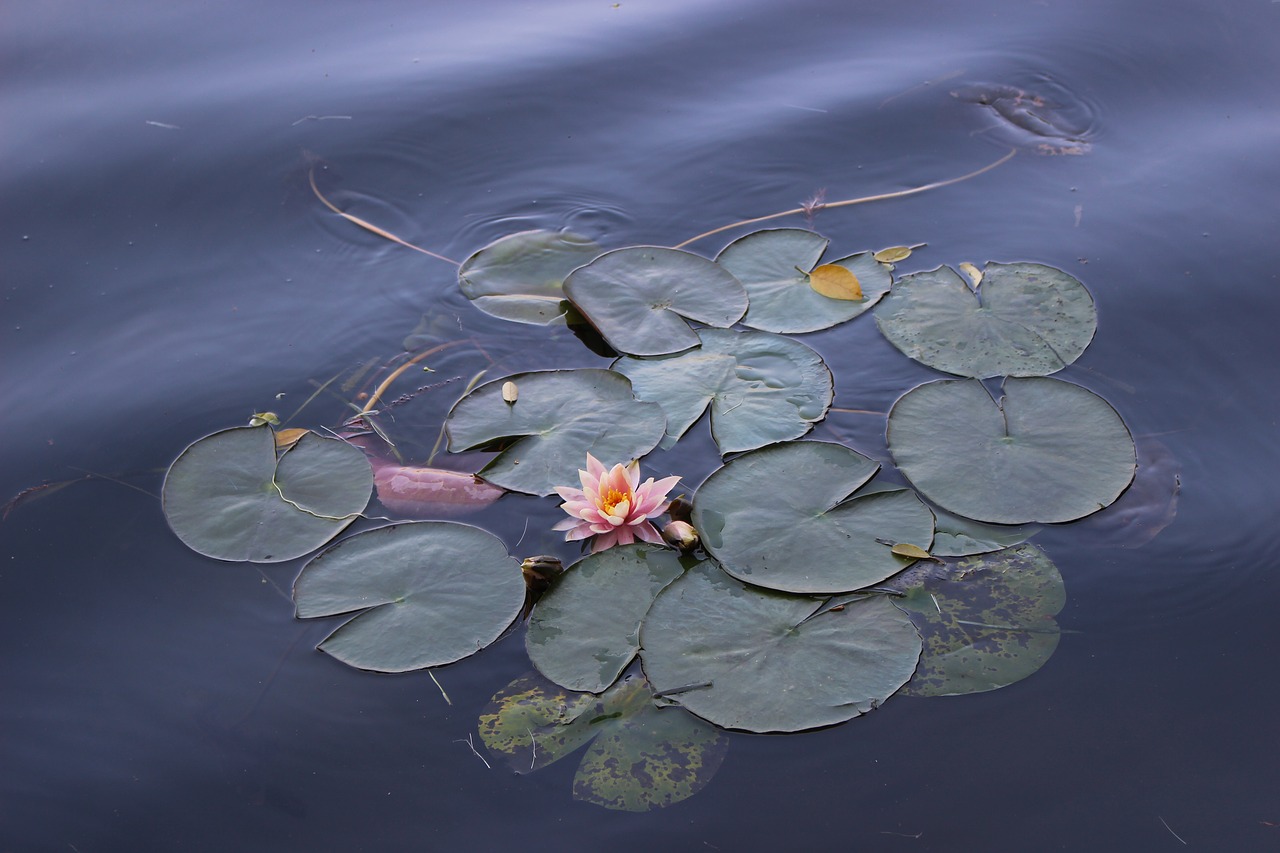 lotus flower views free photo