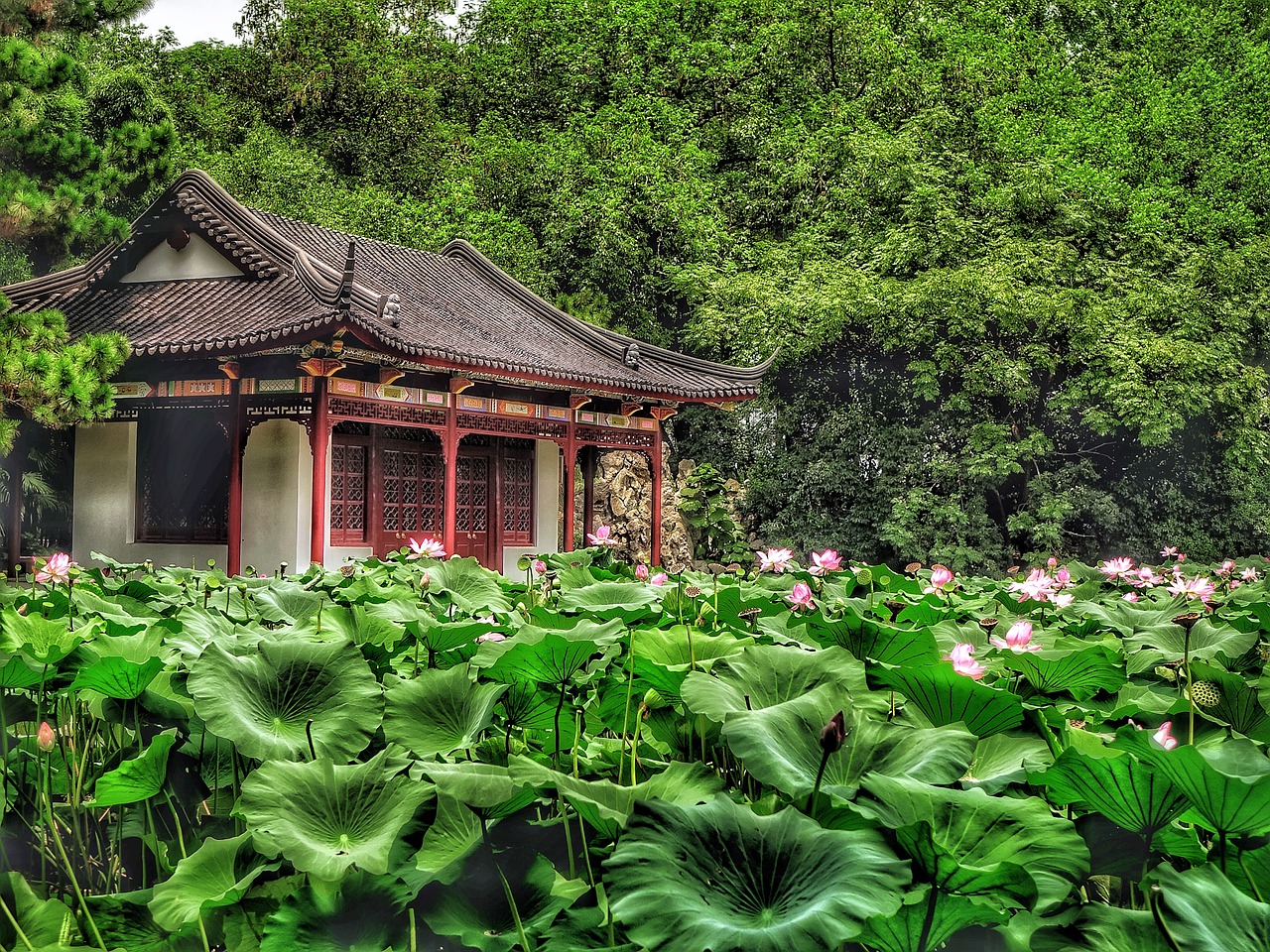 lotus flower leaves free photo