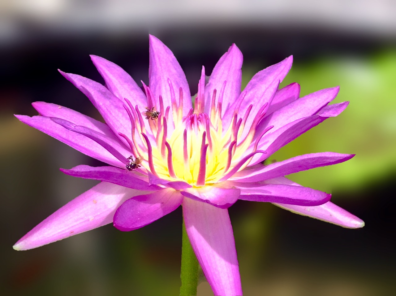lotus lotus basin lotus multi-color free photo