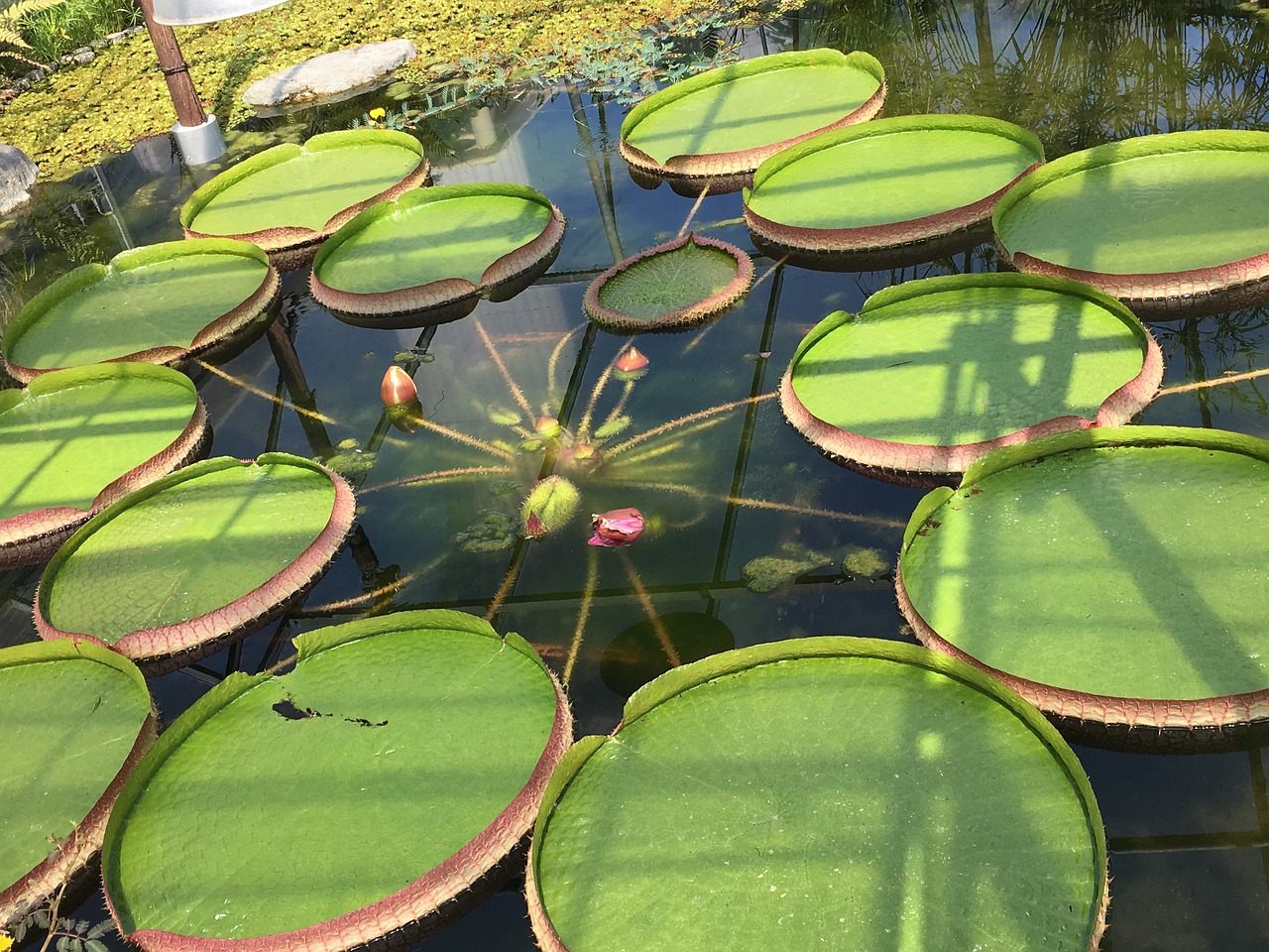 lotus plant green free photo