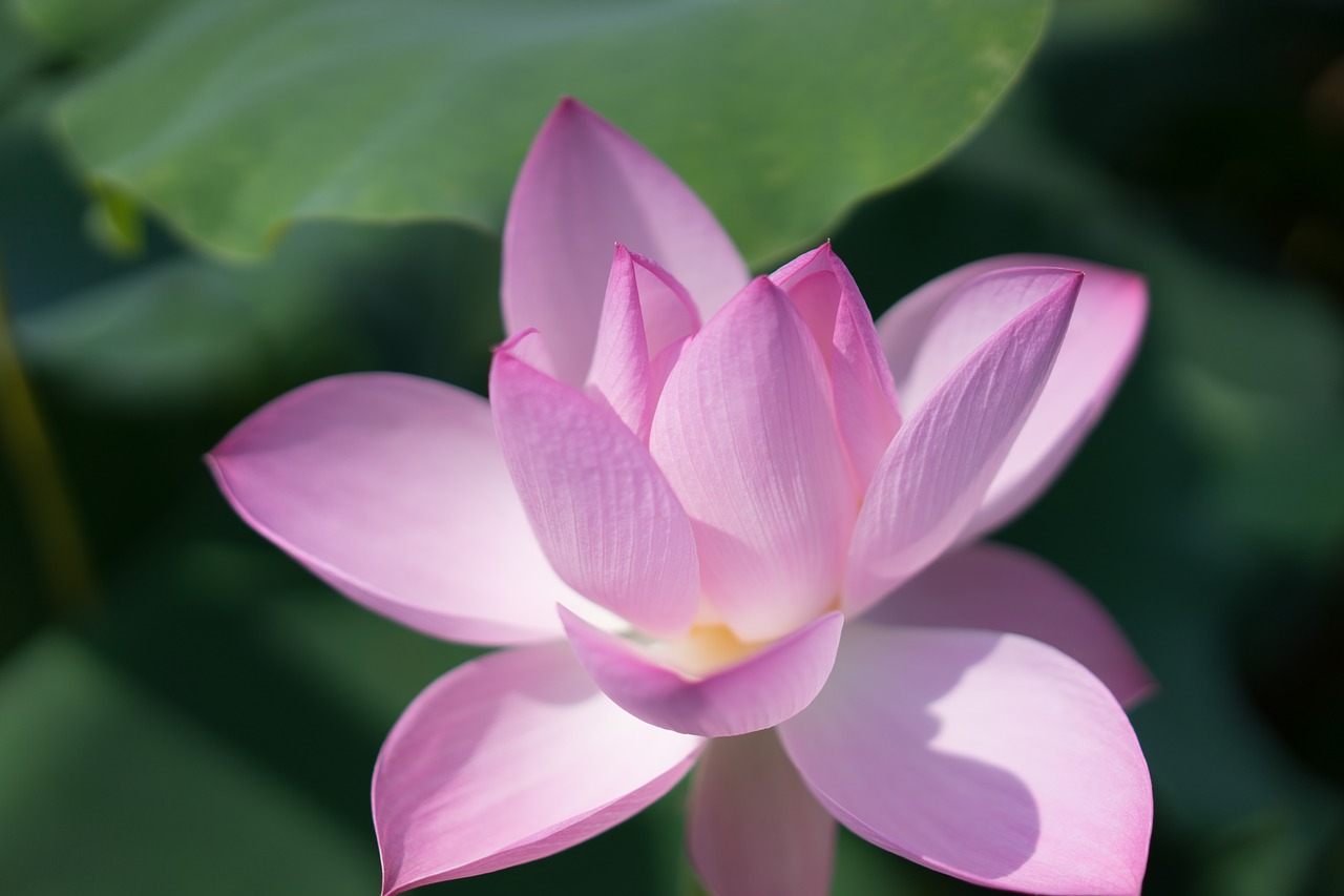 lotus li garden wuxi free photo