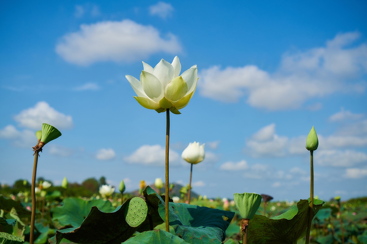 lotus flower beauty free photo