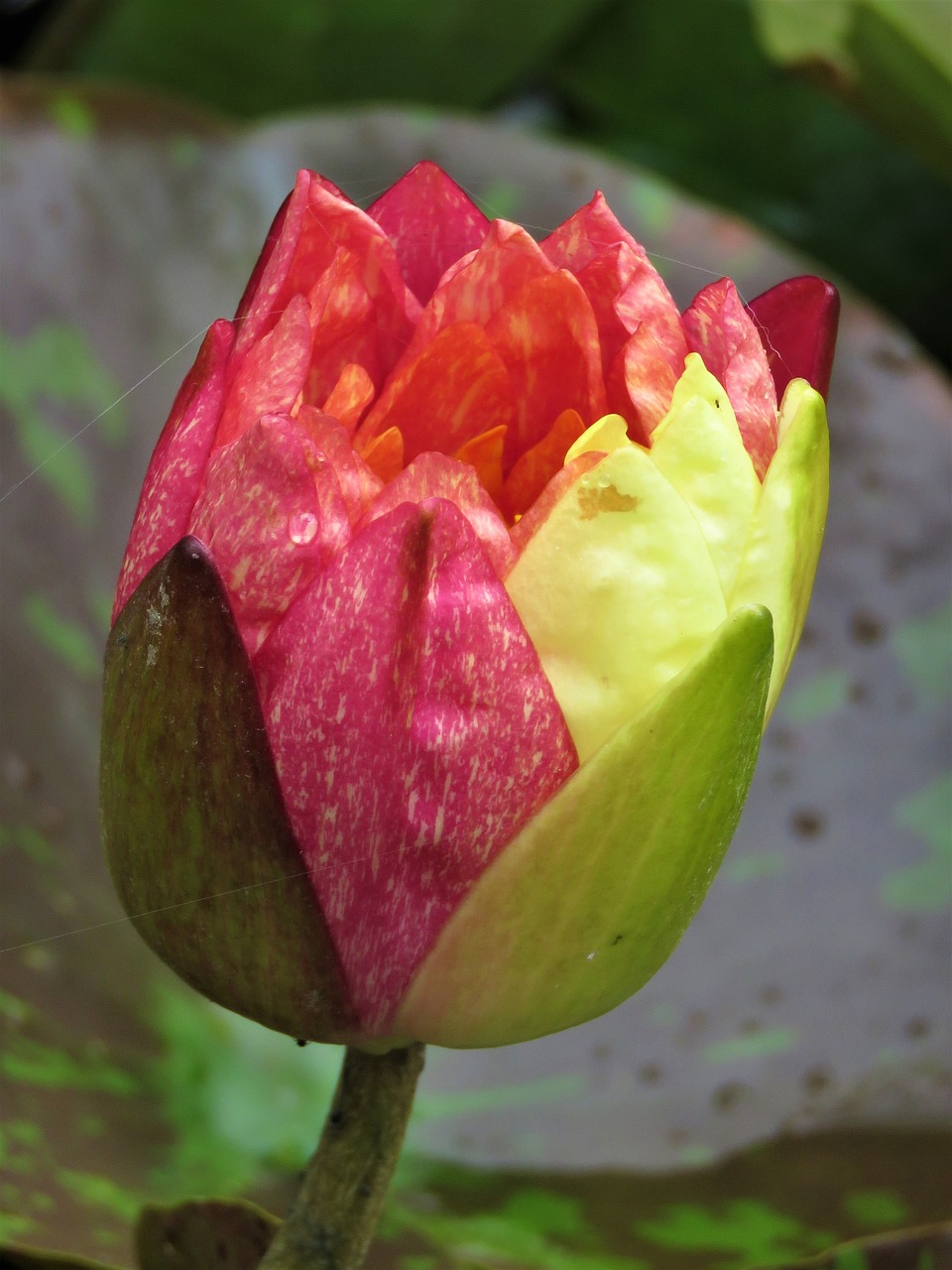 lotus closed flower pond flower free photo