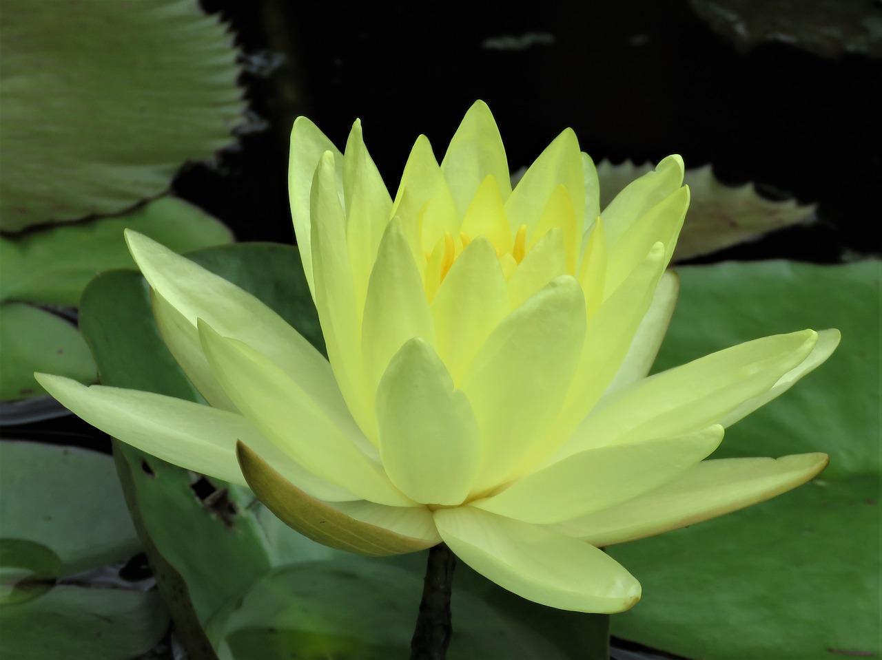 lotus lotus flower pond flower free photo