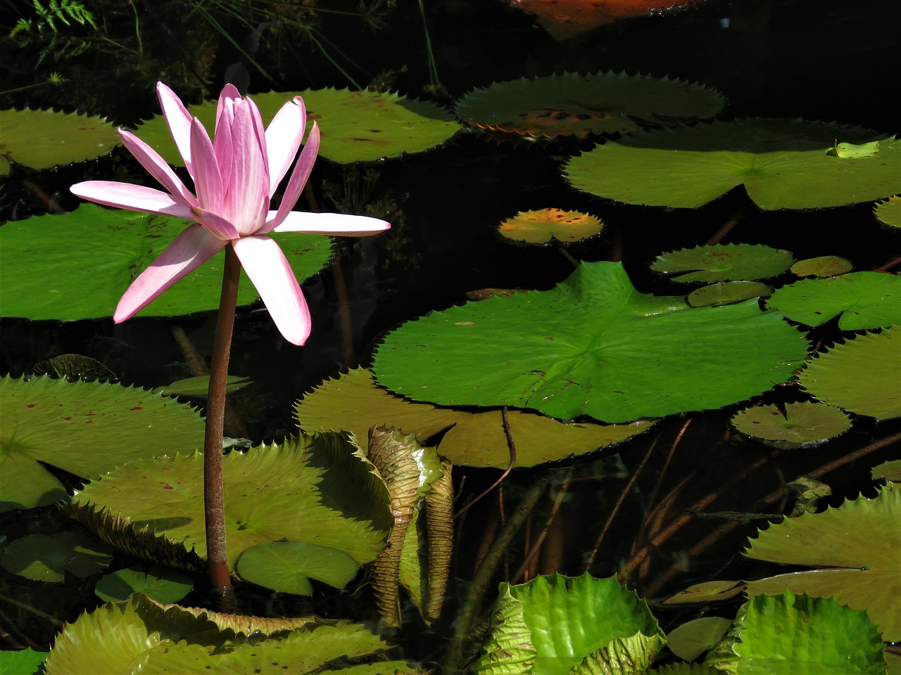 lotus pond pond flower free photo