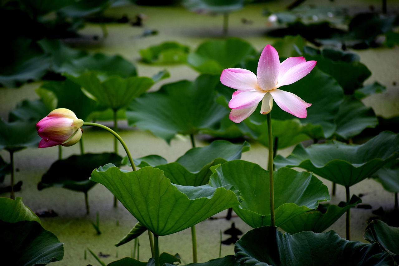 lotus flower nature free photo