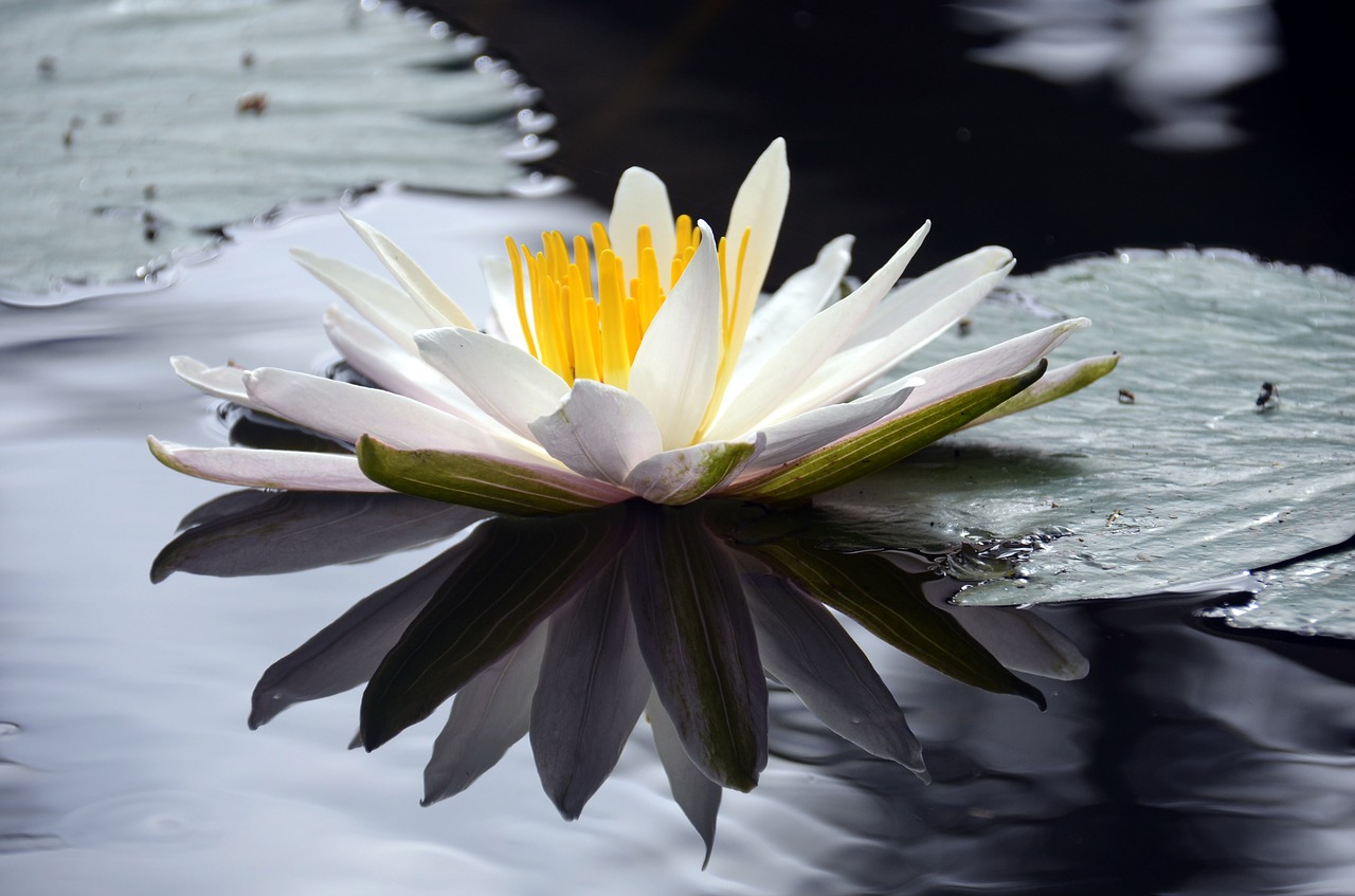 lotus flower pond free photo