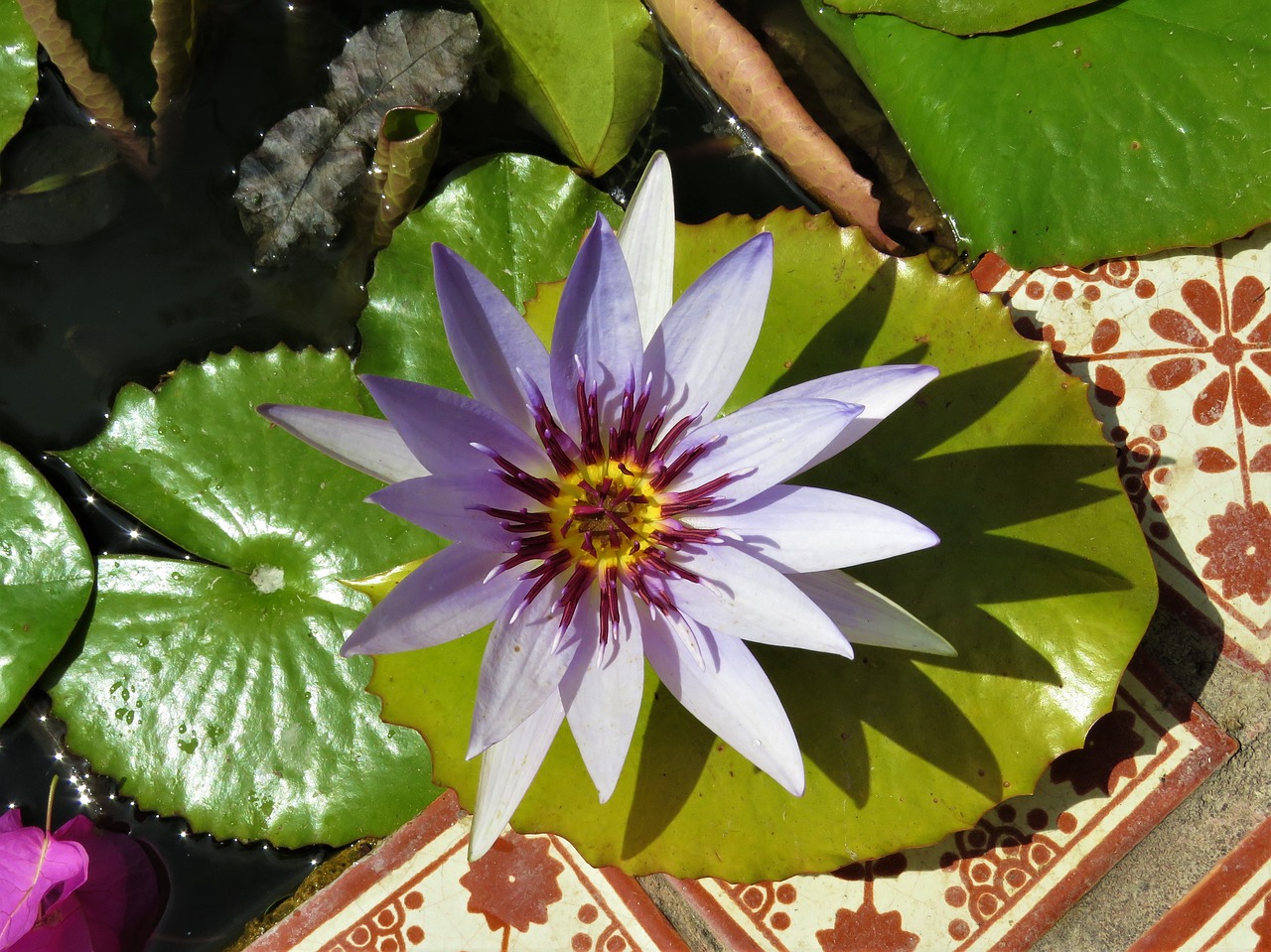 lotus pond flower purple flower free photo