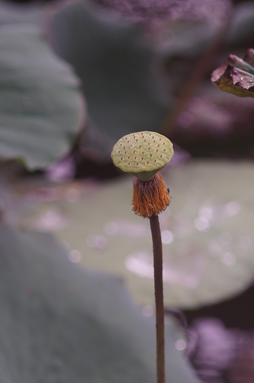 lotus nature lilly free photo