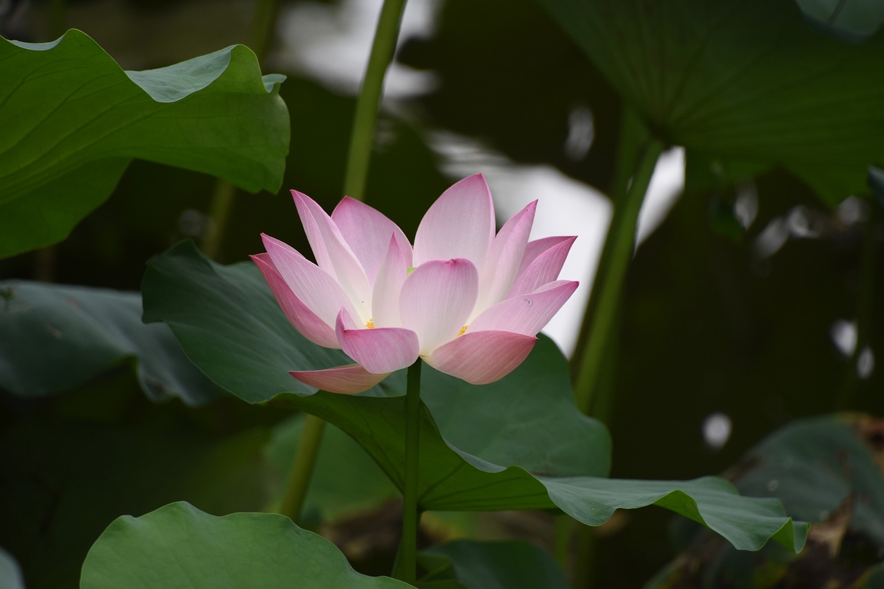 lotus flower close-up free photo