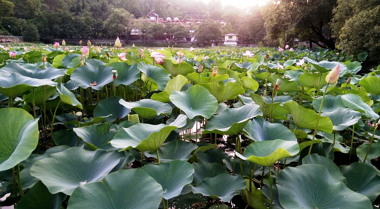 lotus flower leaf free photo