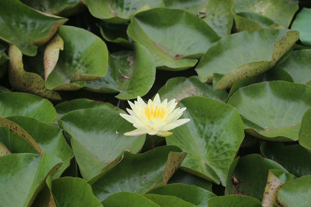 lotus hawthorn lotus leaf free photo