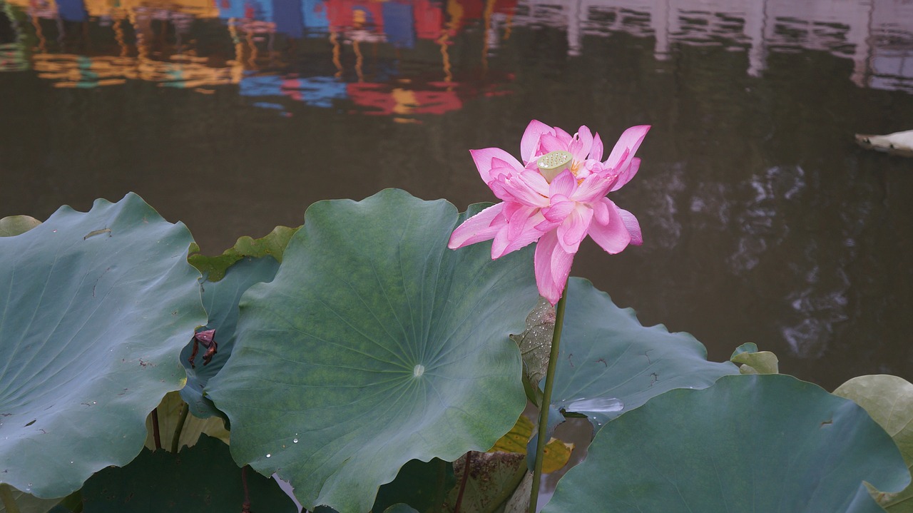 lotus flower free pictures free photo