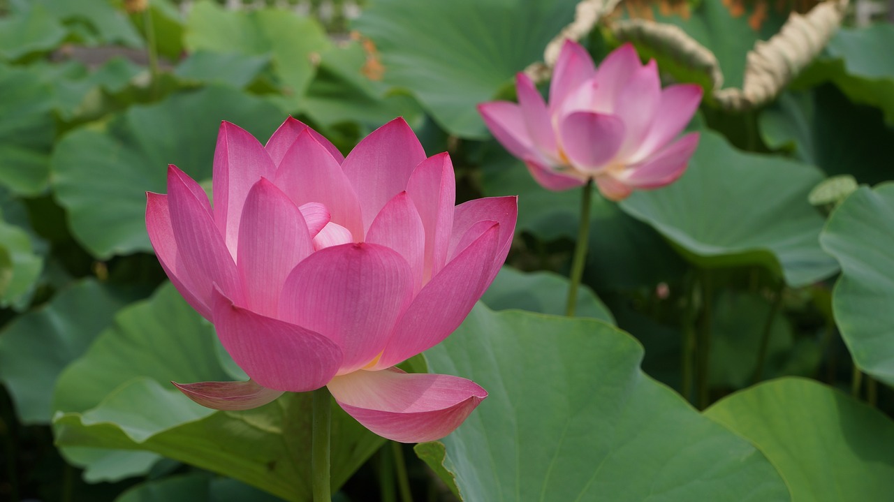 lotus lotus leaf free pictures free photo