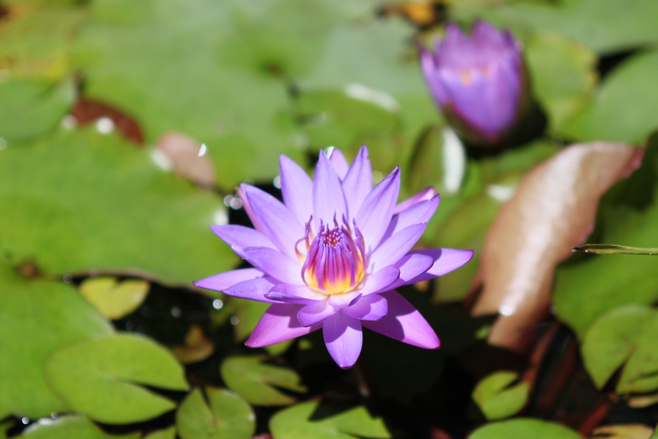 lotus water lotus flower free photo