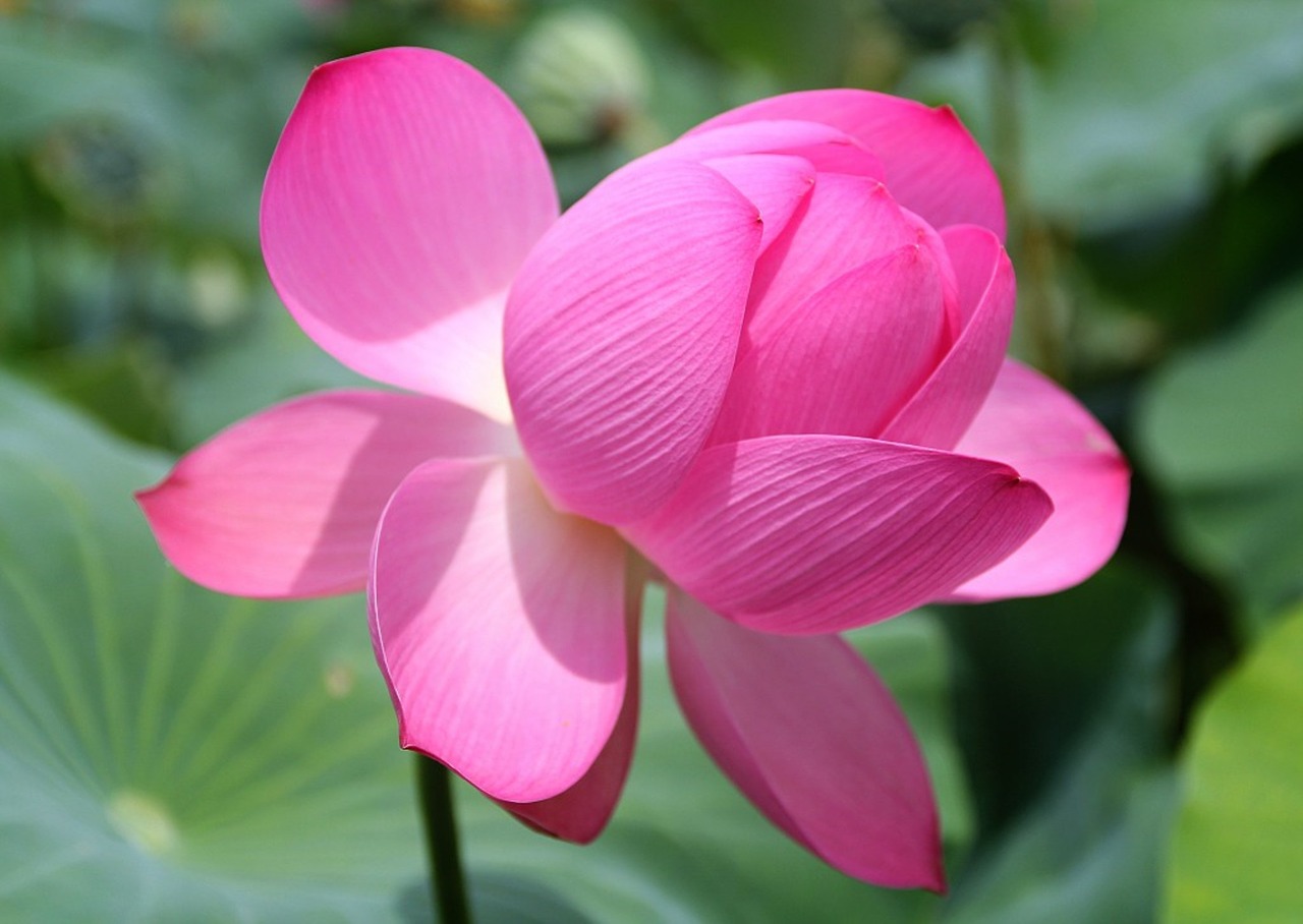 lotus pink nature free photo