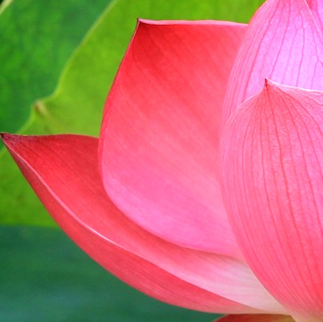 lotus pink nature free photo