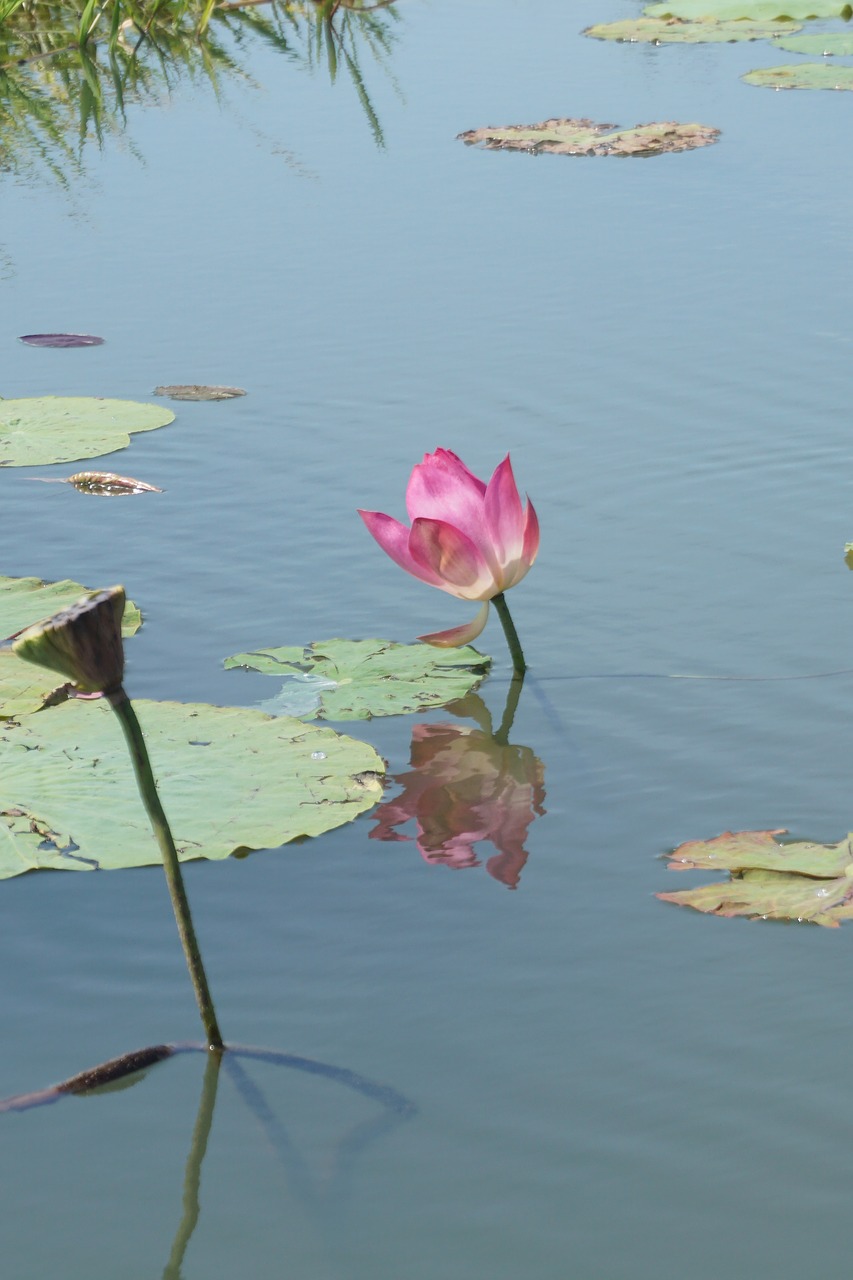 lotus australia reflection free photo