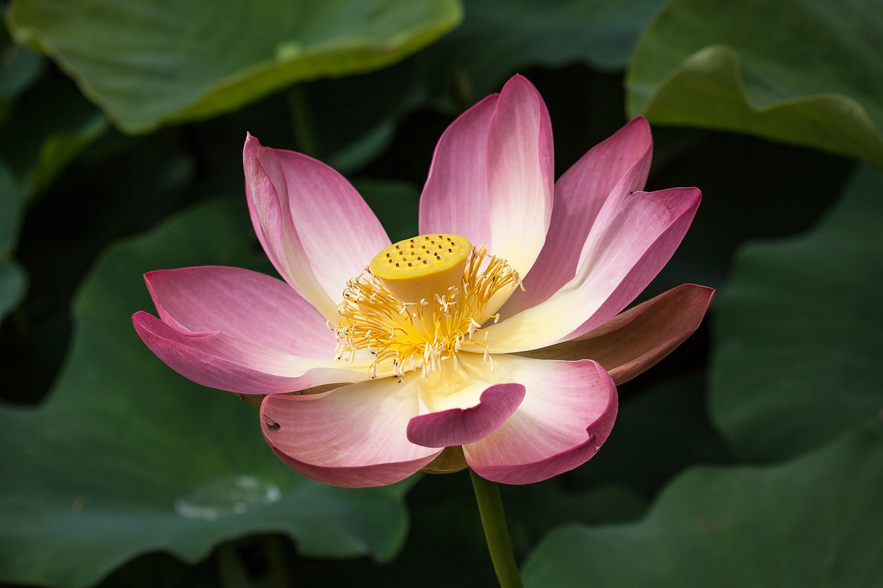 lotus blossom bloom free photo