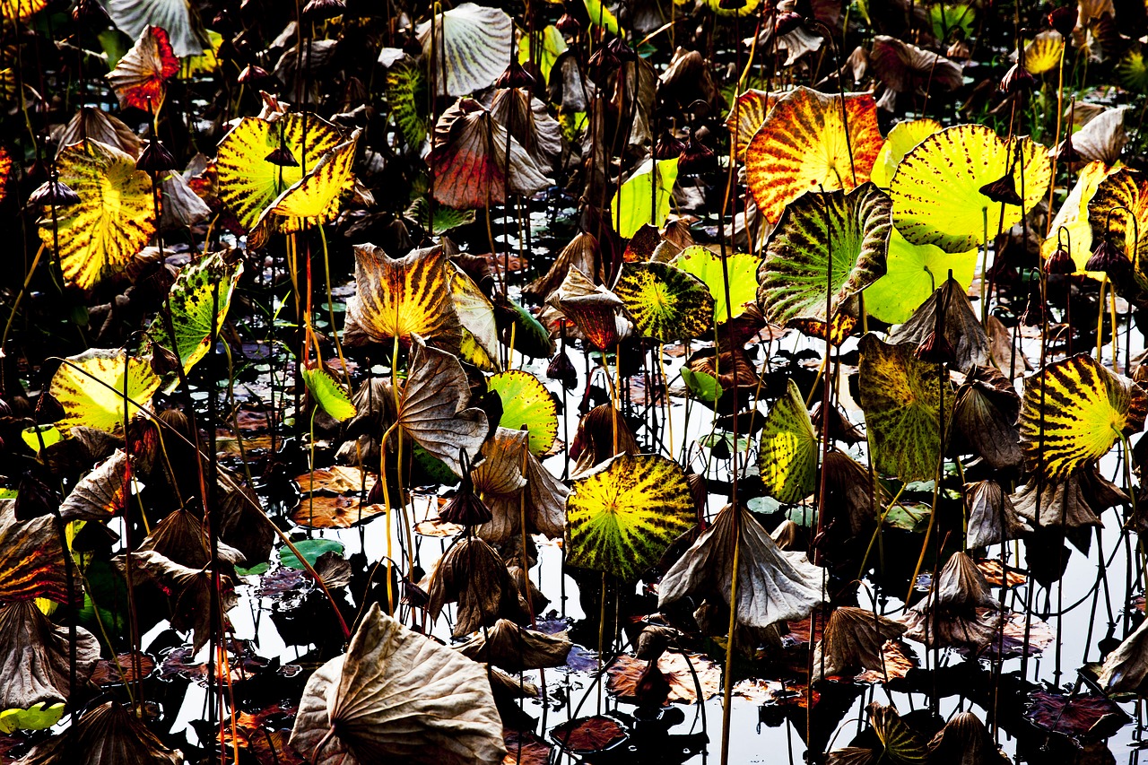 lotus sunshine leaves free photo
