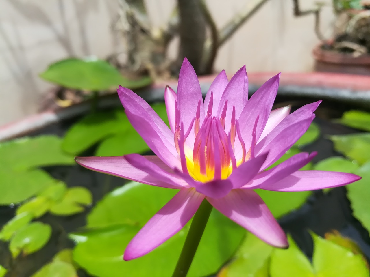 lotus lotus basin purple pink free photo