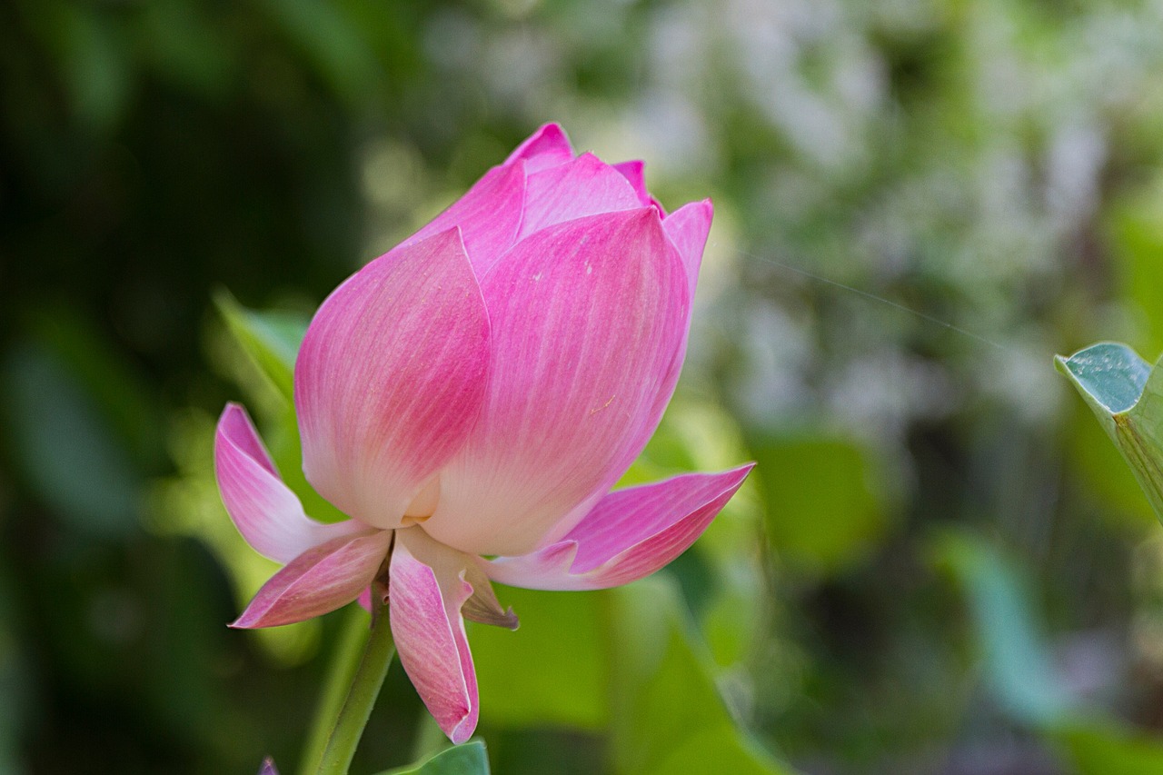 lotus flowers pink free photo