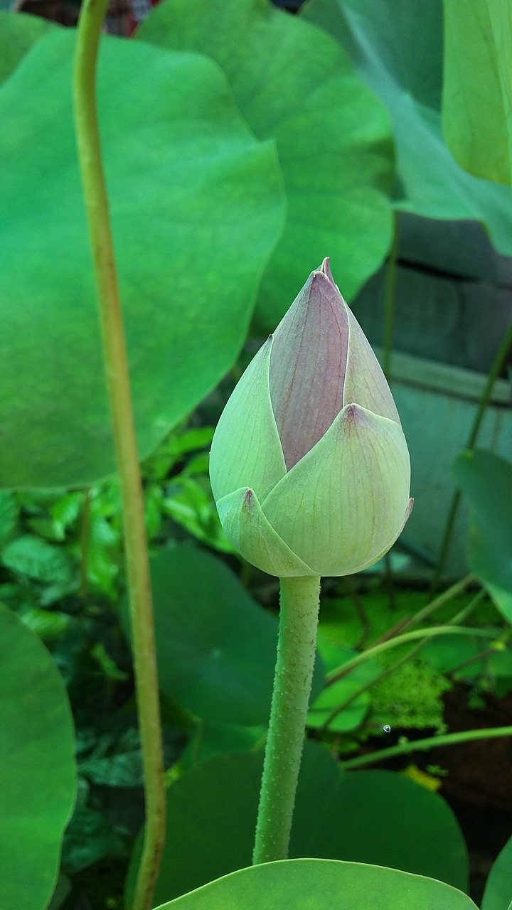 lotus bloom rise free photo