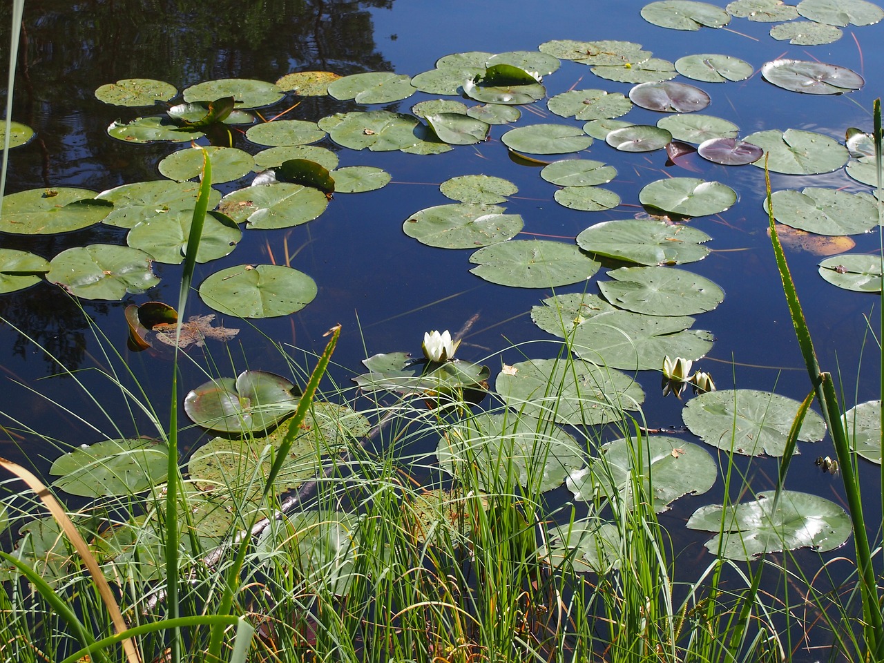 lotus nature lakes free photo