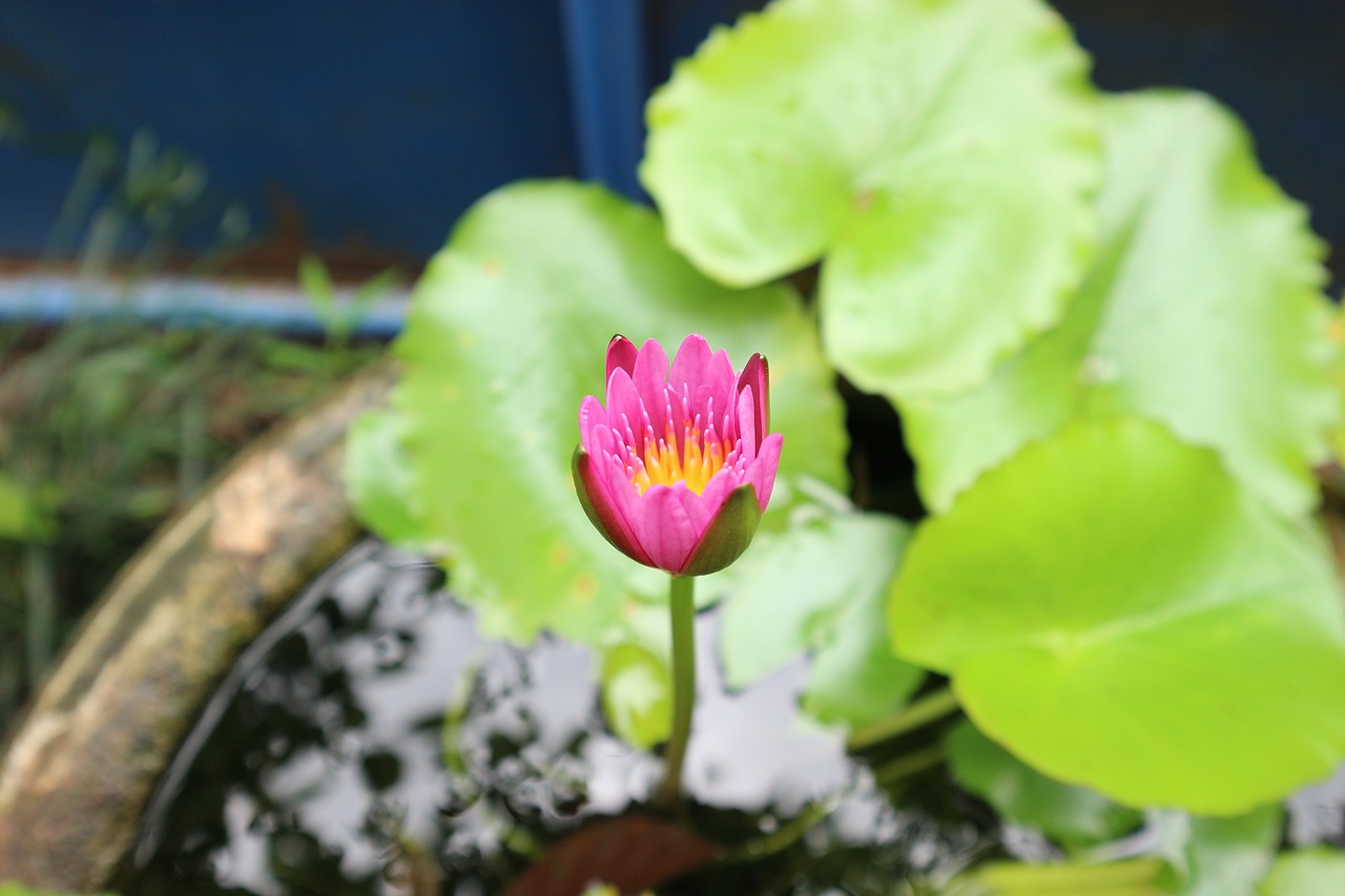 lotus flowers pink free photo
