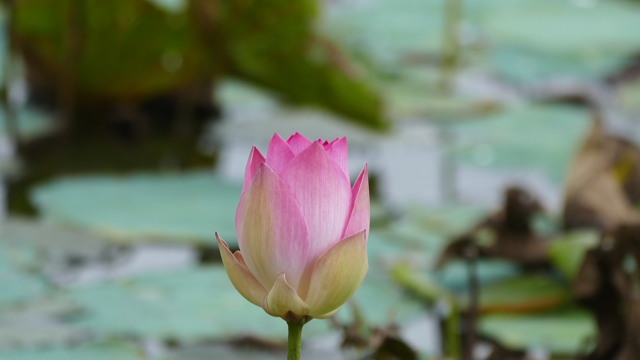 lotus flower việt nam free photo