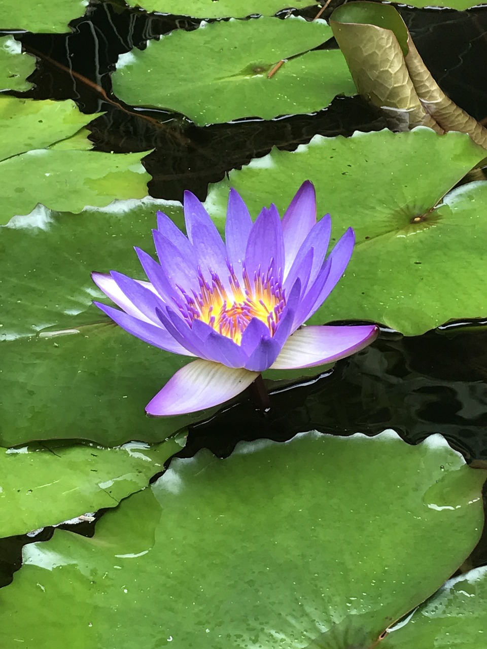 lotus flower plant free photo