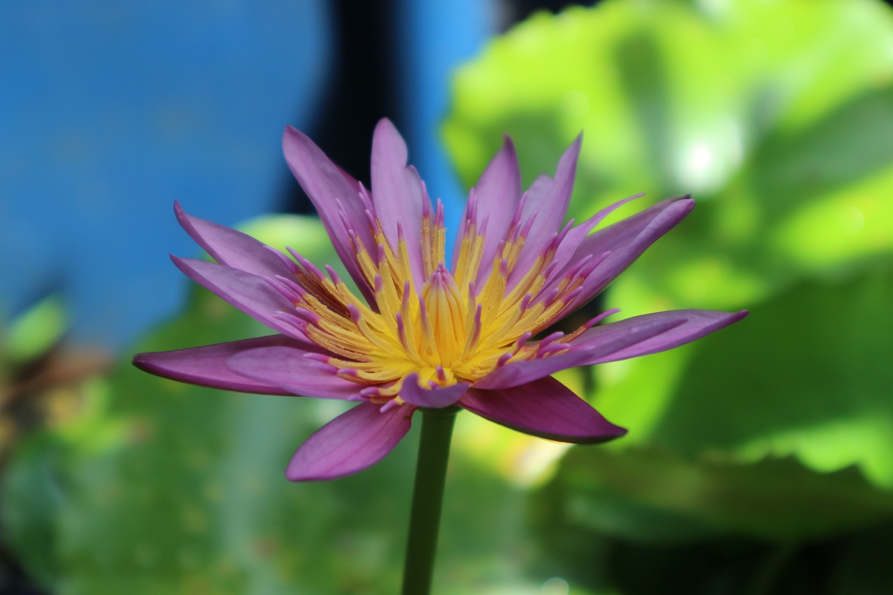 lotus purple purple lotus free photo