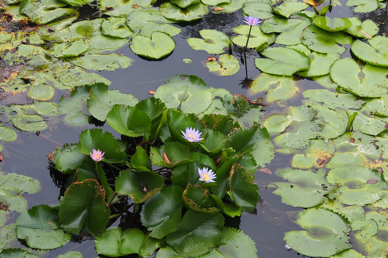 lotus flower water free photo