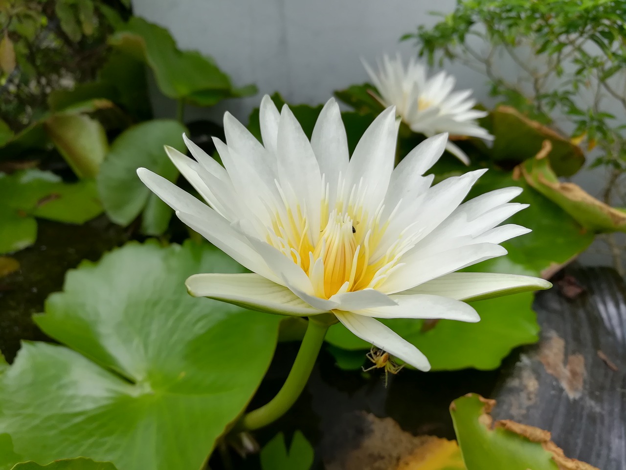 lotus lotus basin white free photo